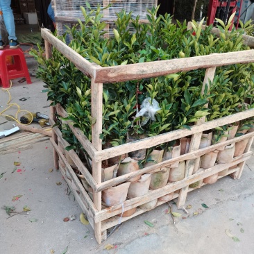 包邮新品种脆蜜金桔苗果树苗四季脆皮金桔苗嫁接树苗盆栽当年