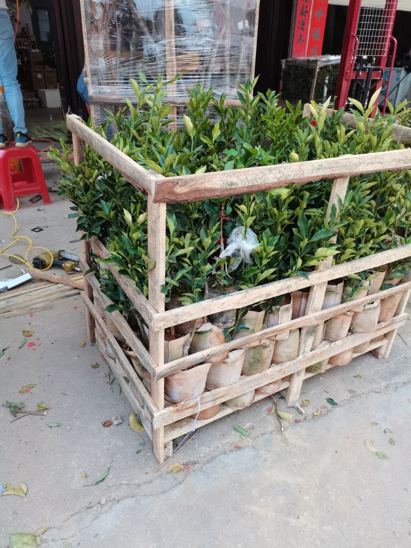 包邮新品种脆蜜金桔苗果树苗四季脆皮金桔苗嫁接树苗盆栽当年