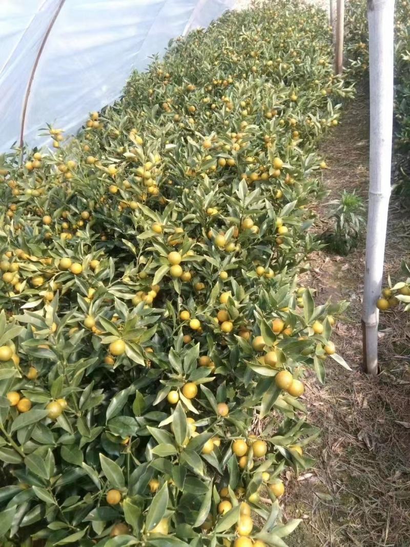 包邮新品种脆蜜金桔苗果树苗四季脆皮金桔苗嫁接树苗盆栽当年