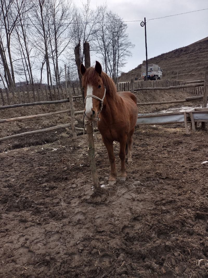 甘肃马老马肉马肉质好膘肥体壮出肉率高