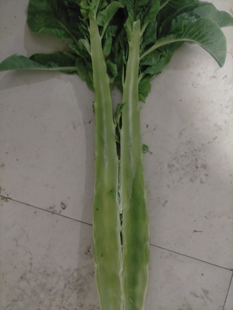 ✨精品✨三青莴苣杆子无空心好货价优欢迎采购