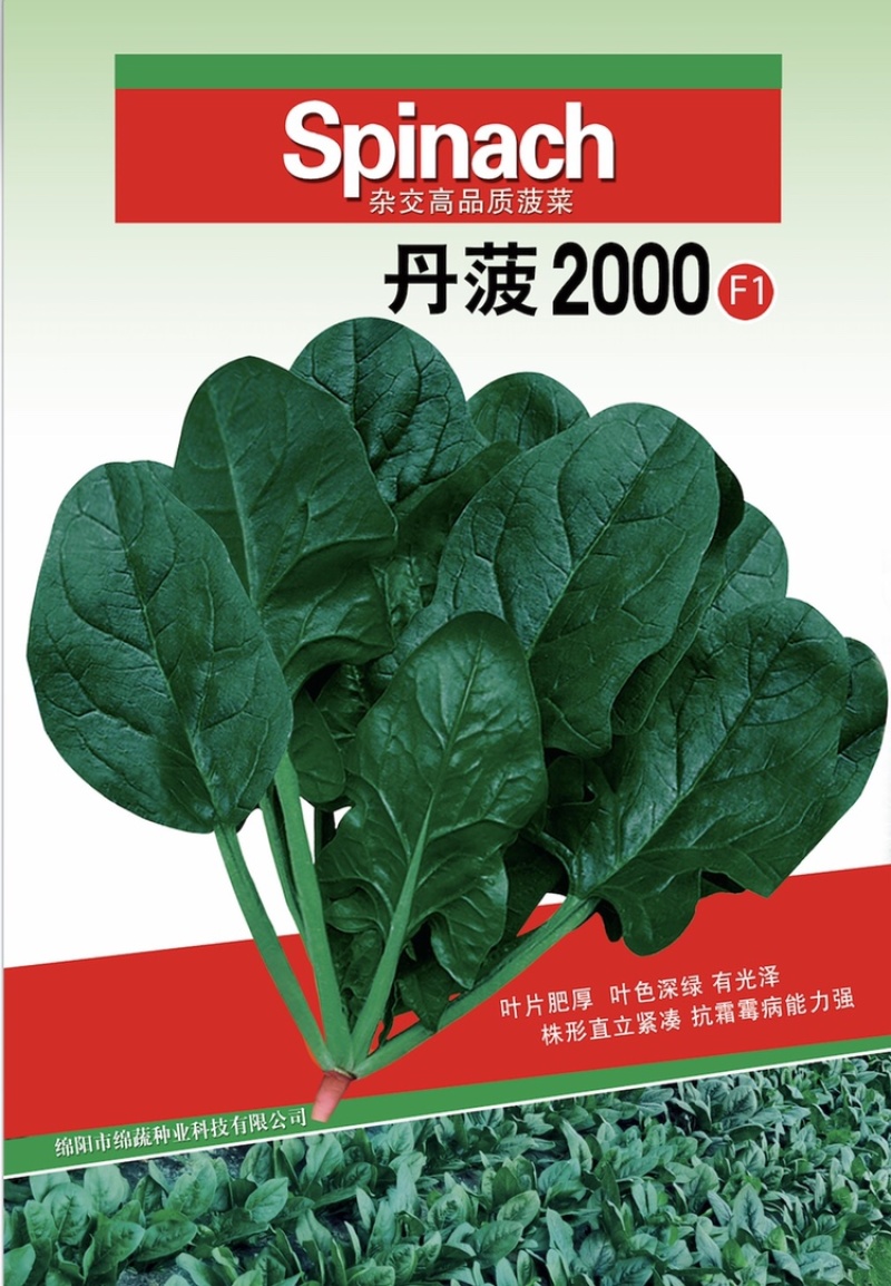 丹菠2000/菠菜种子/蔬菜种子/叶菜种子/绵蔬种业