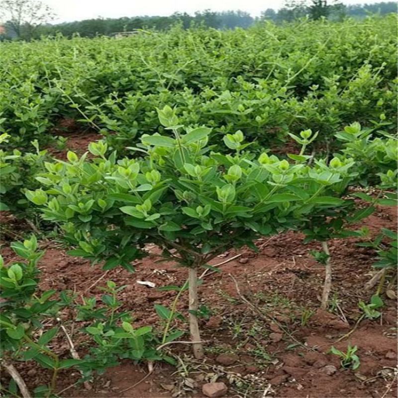 四季金银花苗树型巨花一号金银花苗木高产易管理