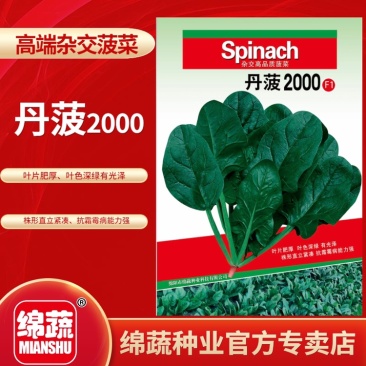 丹菠2000/菠菜种子/蔬菜种子/叶菜种子/绵蔬种业