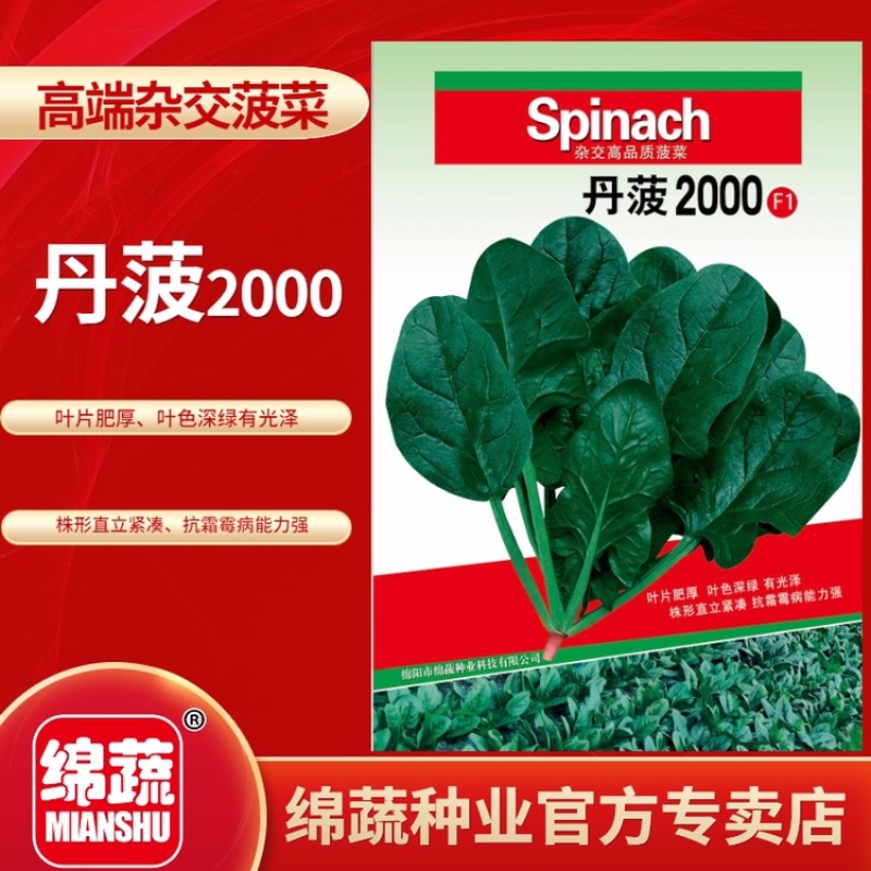 丹菠2000/菠菜种子/蔬菜种子/叶菜种子/绵蔬种业