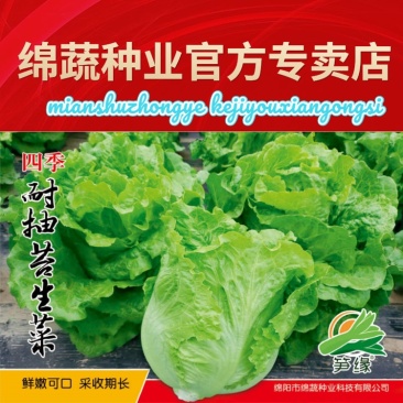 四季耐抽苔生菜/生菜种子/叶菜种子/蔬菜种子/绵蔬