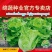 四季耐抽苔生菜/生菜种子/叶菜种子/蔬菜种子/绵蔬