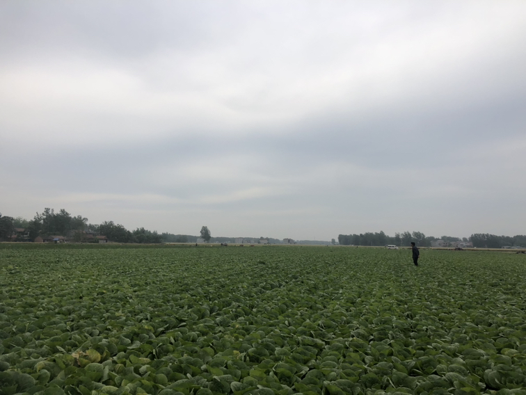 田间娃娃菜种植场景与农民喷药作业实景