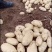 山东枣庄峄城区新鲜土豆大量上市欢迎彩购