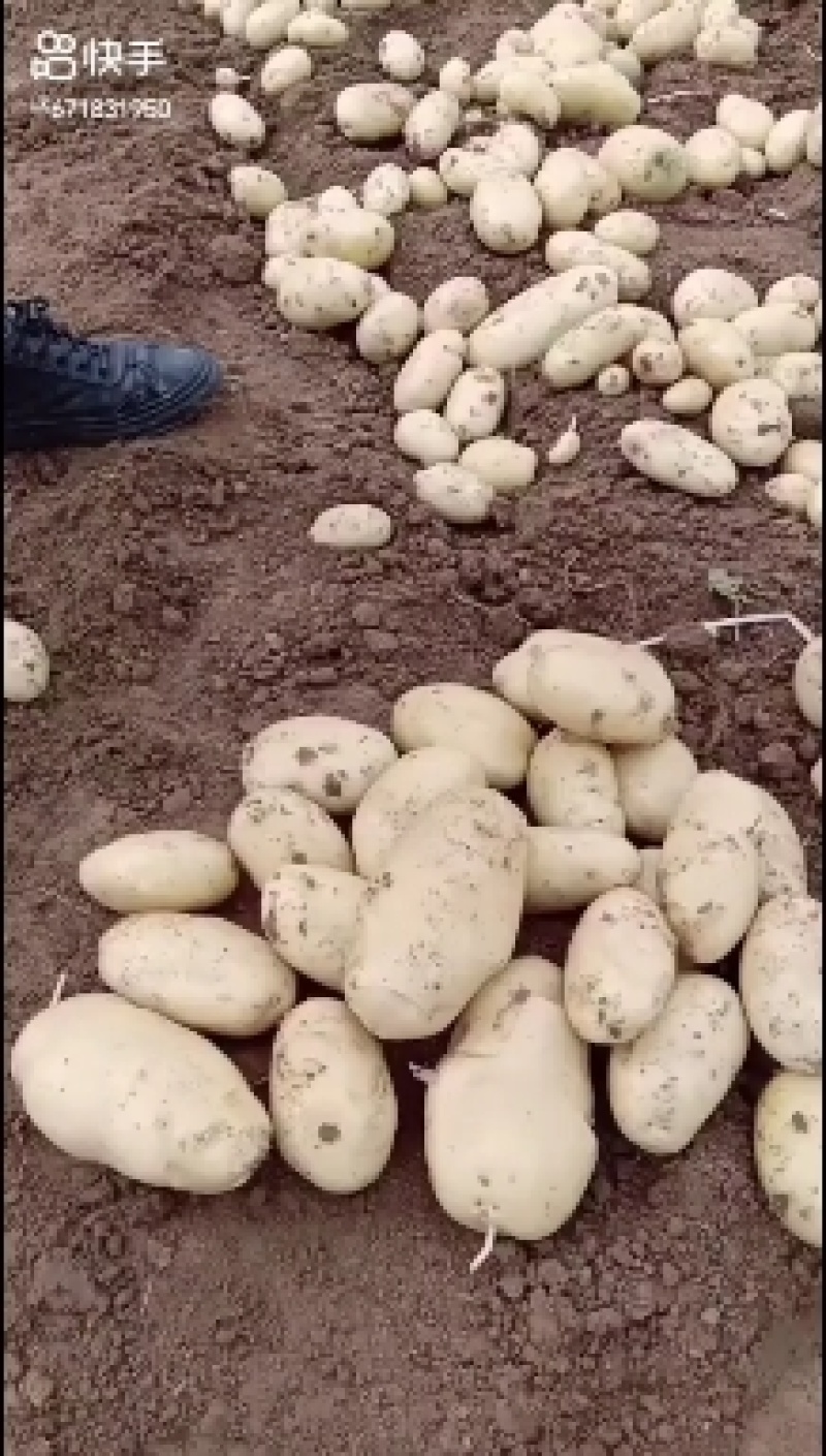 山东枣庄峄城区新鲜土豆大量上市欢迎彩购