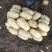 山东枣庄峄城区新鲜土豆大量上市欢迎彩购