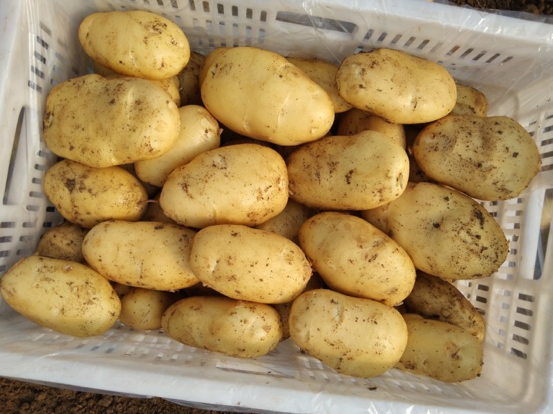 山东枣庄峄城区新鲜土豆大量上市欢迎彩购