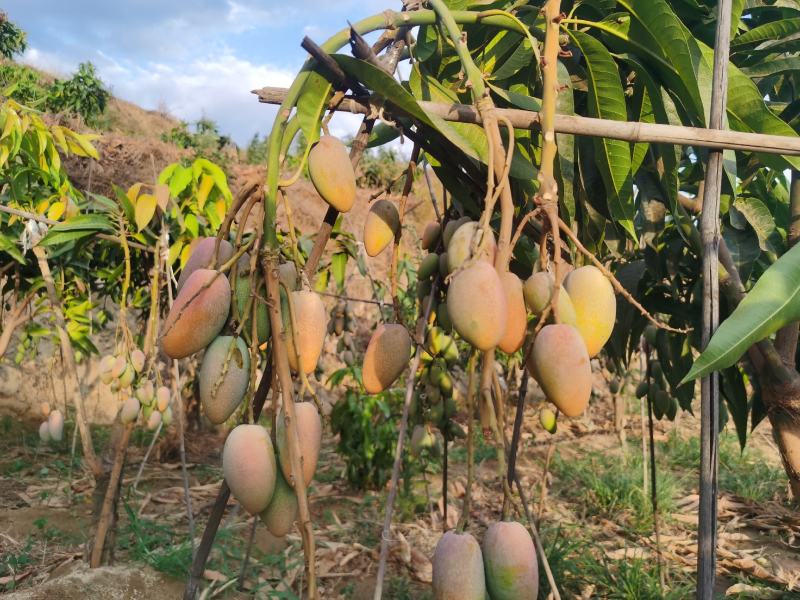 攀枝花小贵妃，非海南芒果