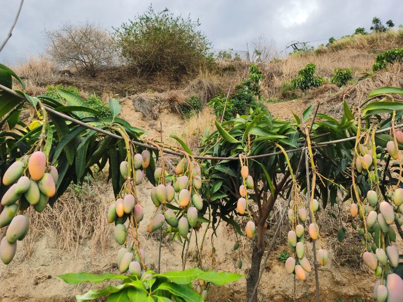 攀枝花小贵妃，非海南芒果