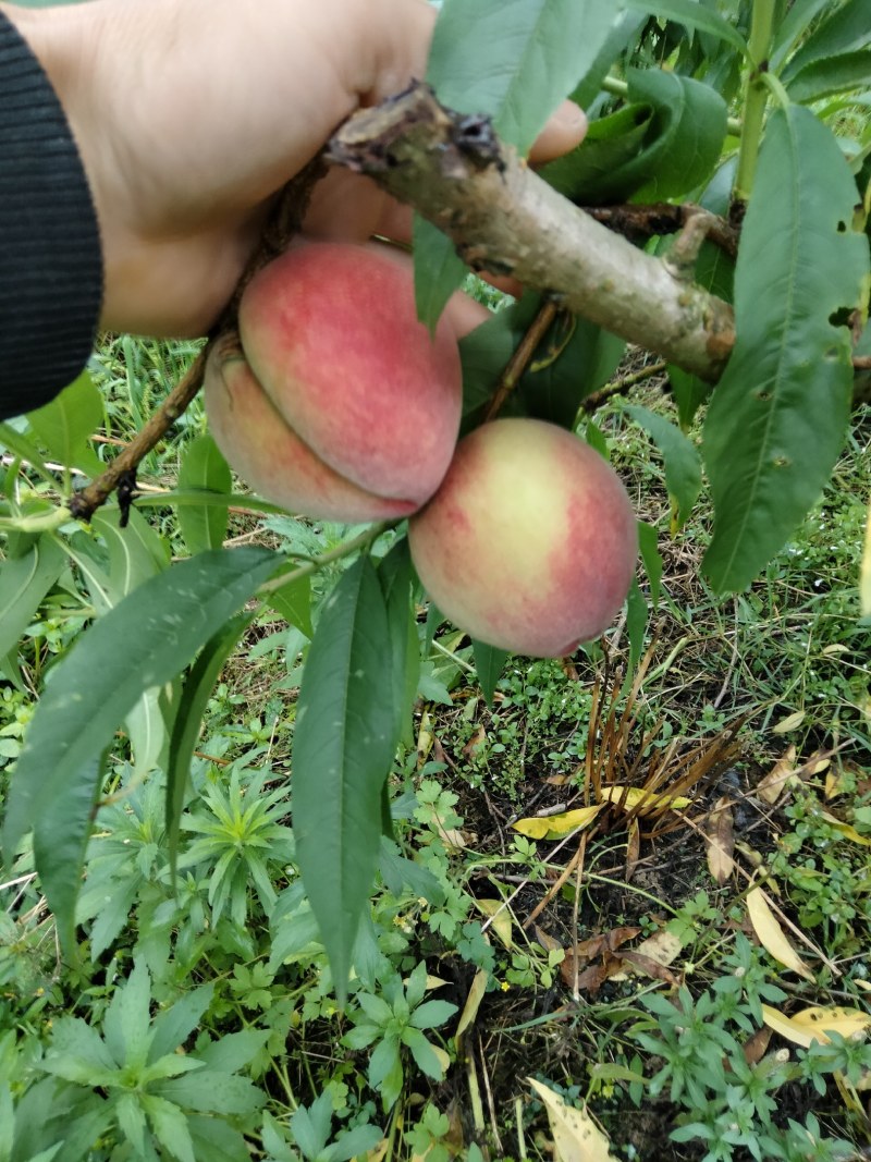 毛桃（加州早甜桃又名五月甜桃）果红脆甜，色泽亮丽