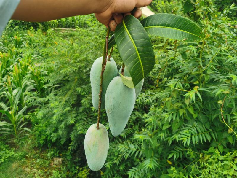 攀枝花大青芒，非海南芒果