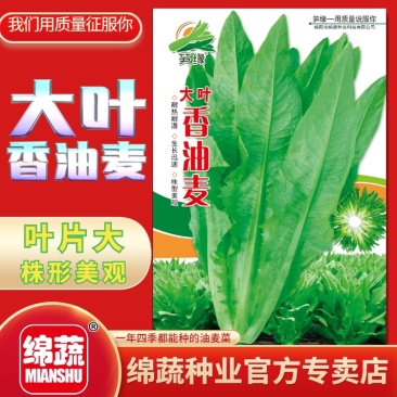 大叶香油麦/油麦菜种子/蔬菜种子/绵蔬种业