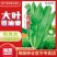 大叶香油麦/油麦菜种子/蔬菜种子/绵蔬种业