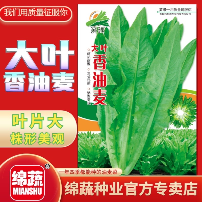 大叶香油麦/油麦菜种子/蔬菜种子/绵蔬种业