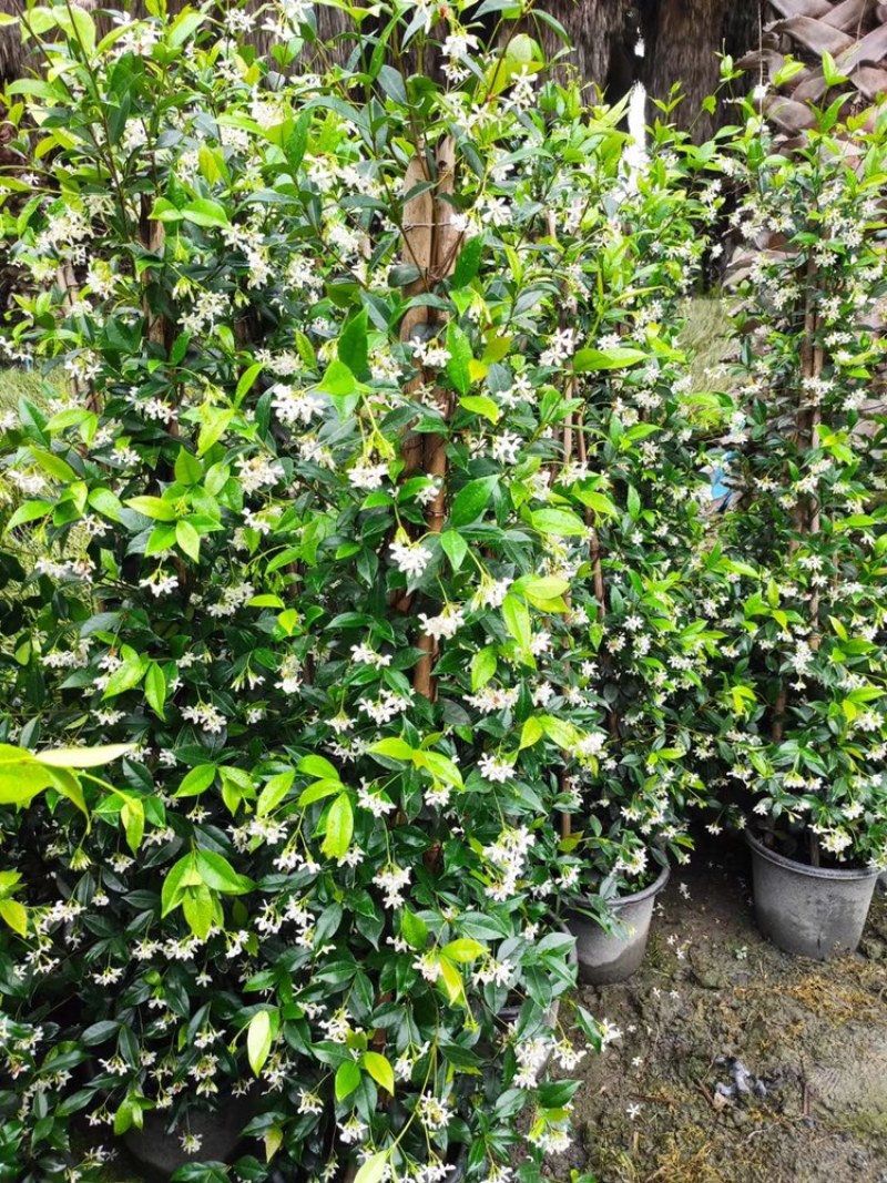 四川成都基地直销风车茉莉