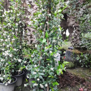 四川成都基地直销风车茉莉