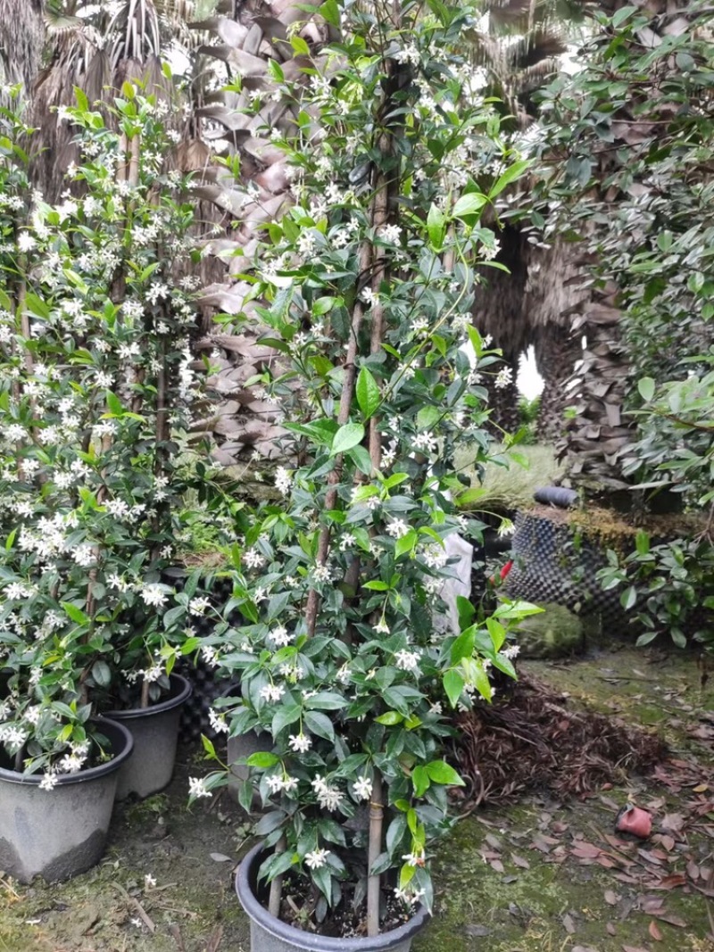 四川成都基地直销风车茉莉