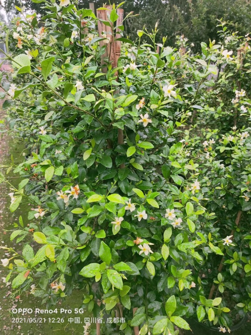 四川成都基地直销风车茉莉