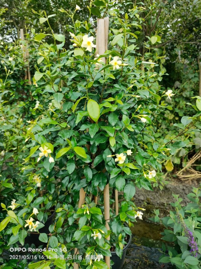 四川成都基地直销风车茉莉