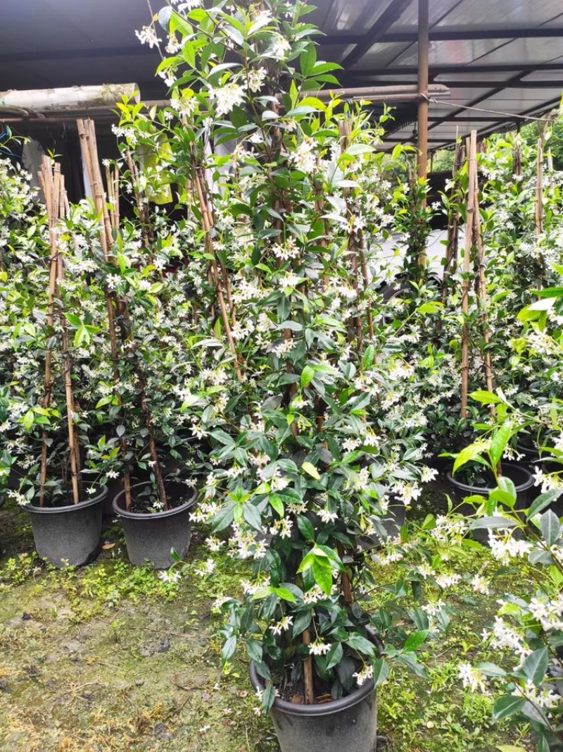 四川成都基地直销风车茉莉