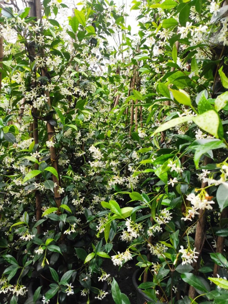 四川成都基地直销风车茉莉