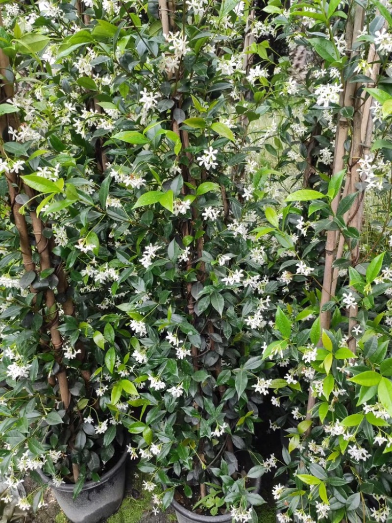 四川成都基地直销风车茉莉