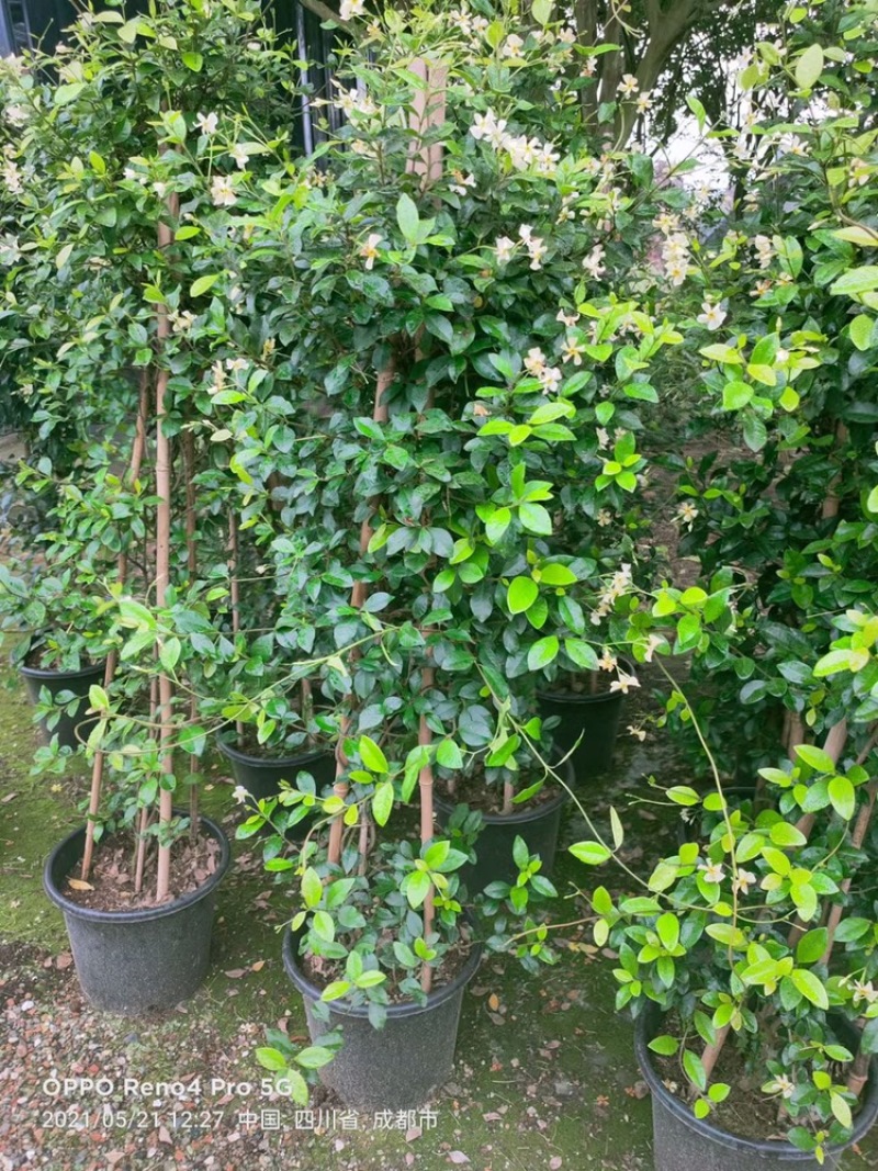 四川成都基地直销风车茉莉