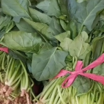 山西晋中大叶菠菜打捆半毛菜无干叶土少干净颜色墨绿现场挑货