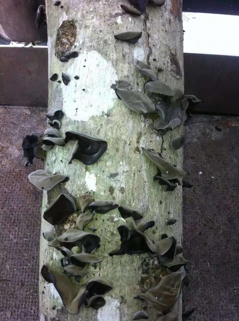 木耳菌种椴木木头种植栽培黑木耳软木耳小耳菌种食用菌菌包