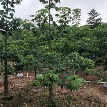 美丽异木棉