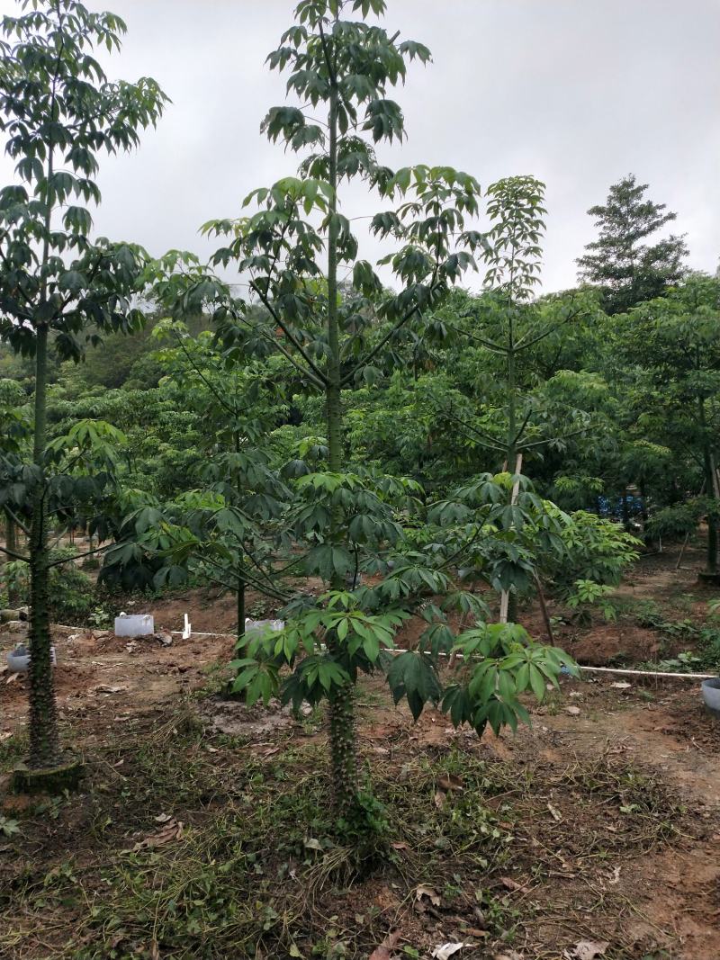 美丽异木棉