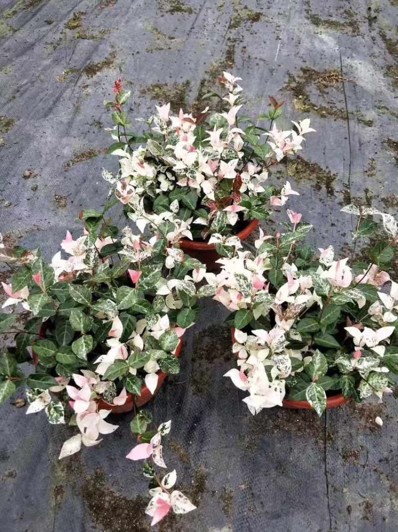 四川成都花叶络石基地直销