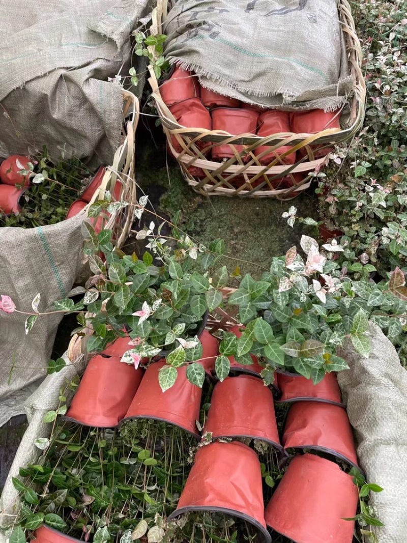 四川成都花叶络石基地直销