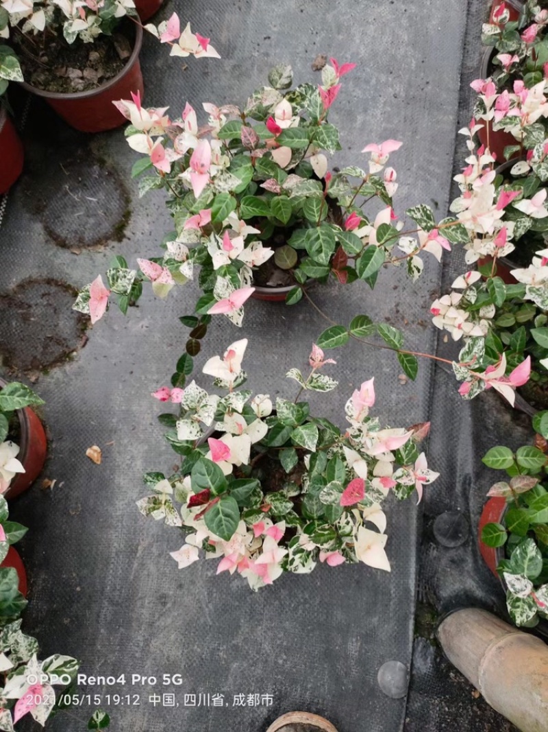 四川成都花叶络石基地直销