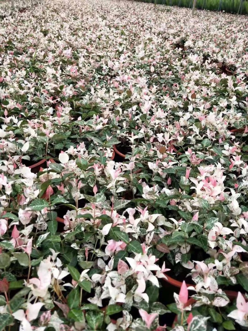 四川成都花叶络石基地直销