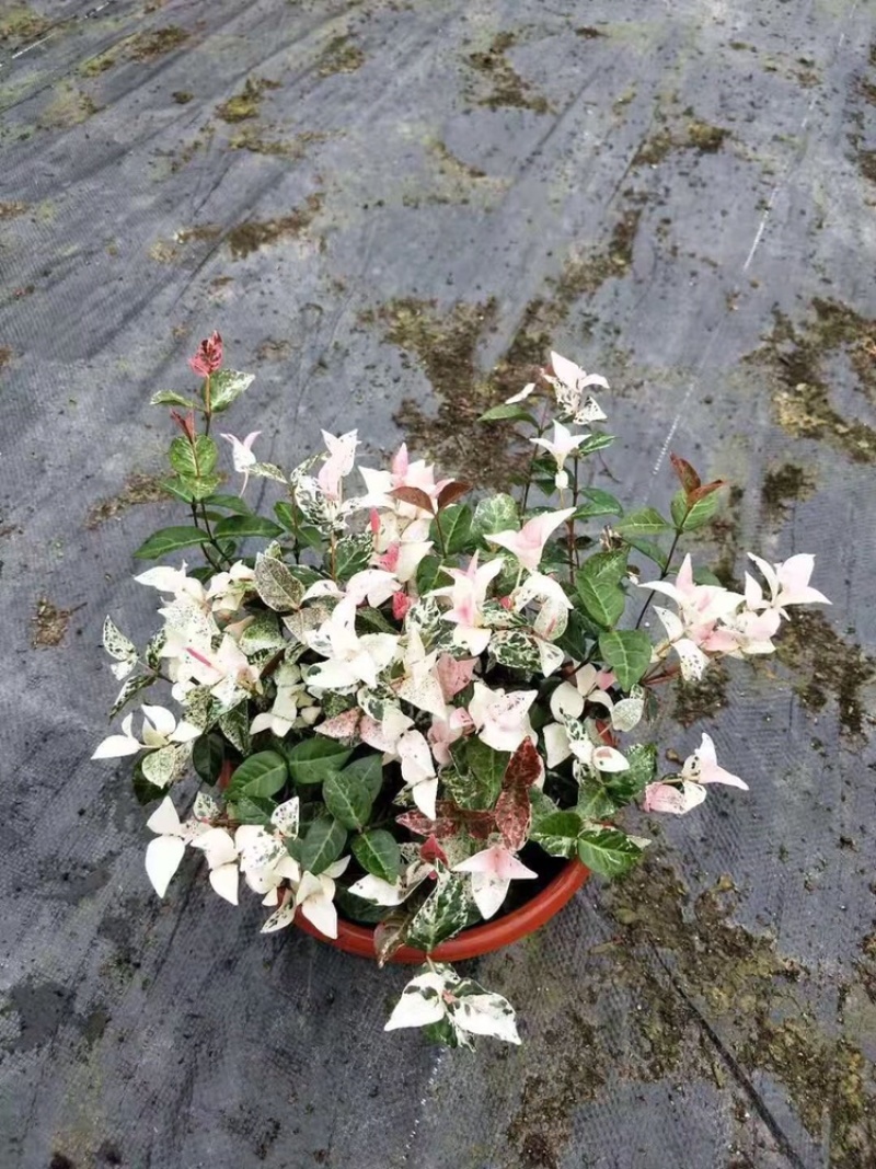 四川成都花叶络石基地直销