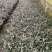 四川成都花叶络石基地直销