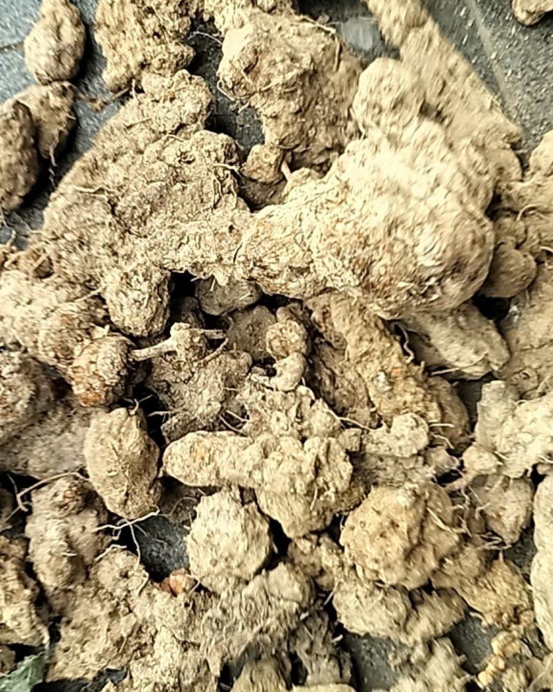土茯苓本地野生土茯苓粉质甘甜现采现发