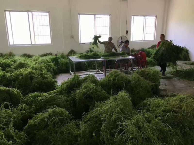 相思藤茶产地直供，质优价美。