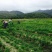 相思藤茶产地直供，质优价美。