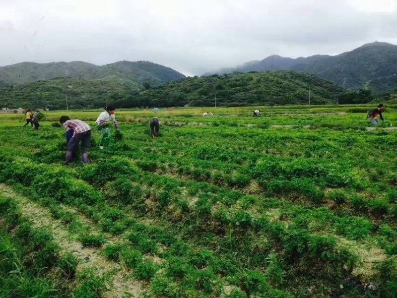 相思藤茶产地直供，质优价美。