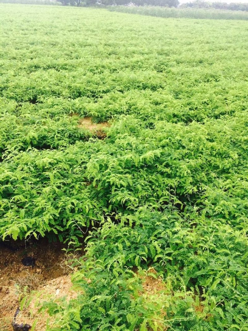 相思藤茶产地直供，质优价美。