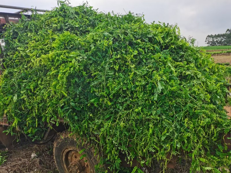 相思藤茶产地直供，质优价美。