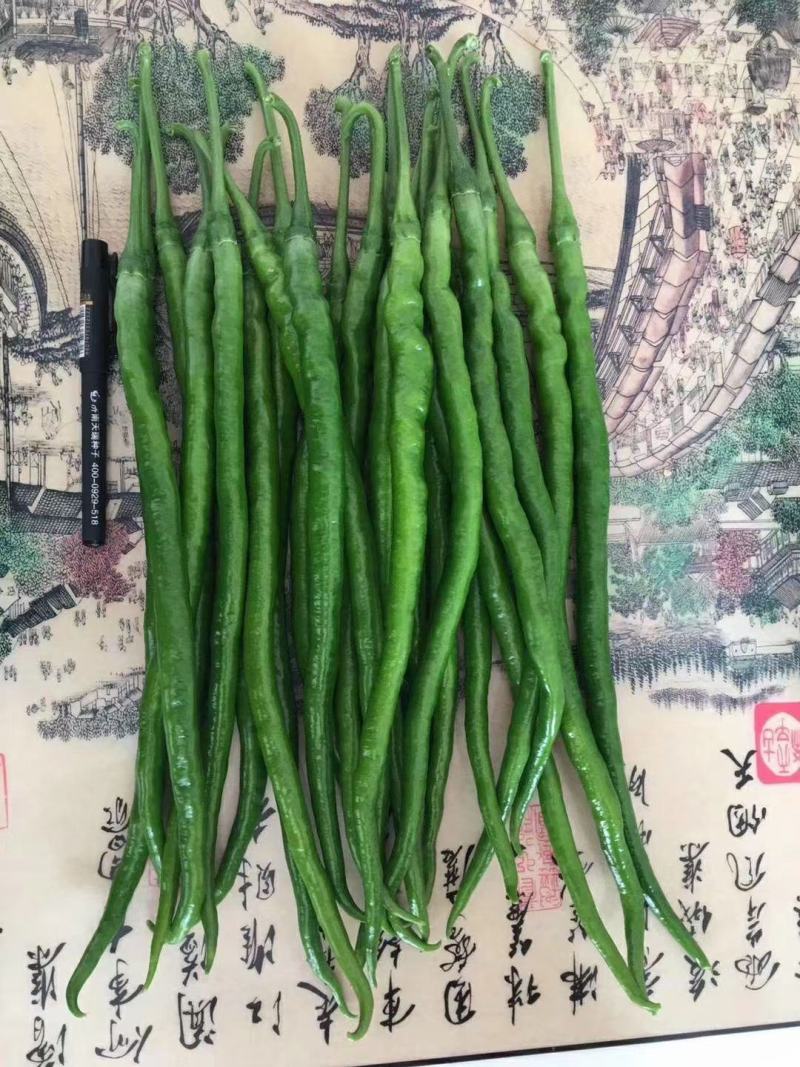 耐热辣椒苗子螺丝椒尖椒线椒苗厂直发常年供应