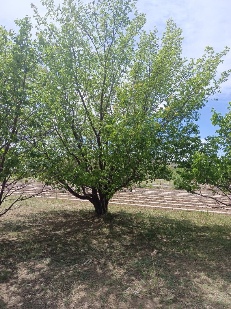 山杏树8公分，10公分，12公分，15公分